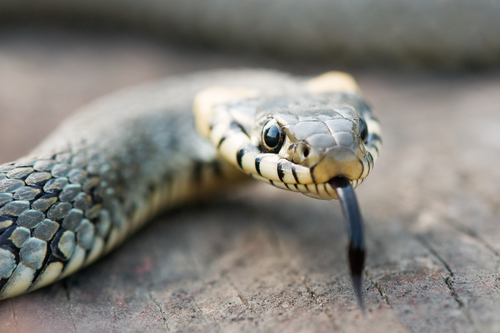 You are currently viewing The World’s Deadliest Snake is Coming to Indianapolis Zoo